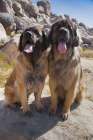 Leonbergers enjoying the high desert Art Print